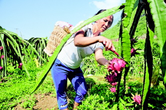 罗甸县火龙果上市量达700余吨(图)