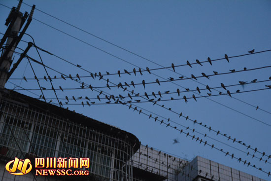 内江高桥镇惊现万燕集聚 持续二十余天(图)