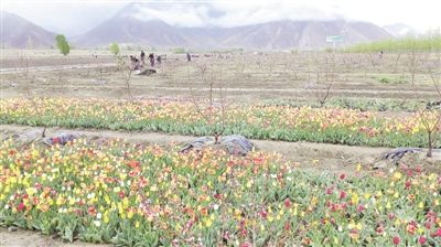 拉萨曲水县才纳乡:现代农业推动山乡巨变