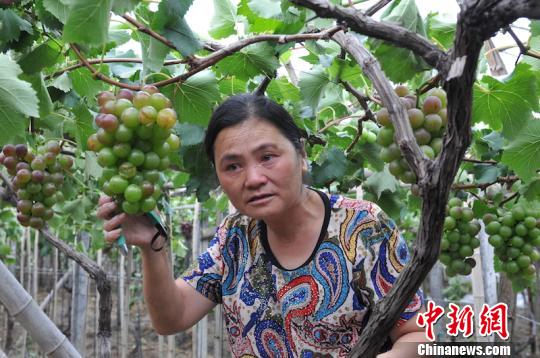 灿鸿摧伤浙江果农 微信义卖传递指尖正能量