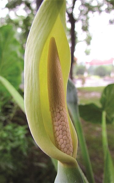 滴水观音汁液有毒,别碰!