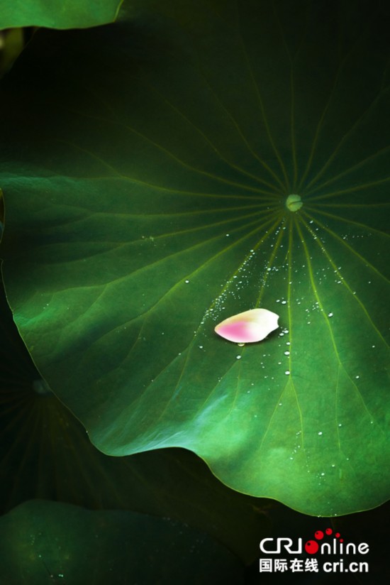 摄影师创意拍荷 制造梦幻意境(高清组图)