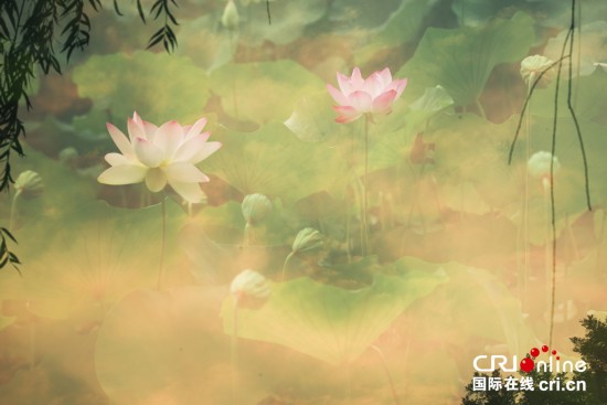 摄影师创意拍荷 制造梦幻意境(高清组图)