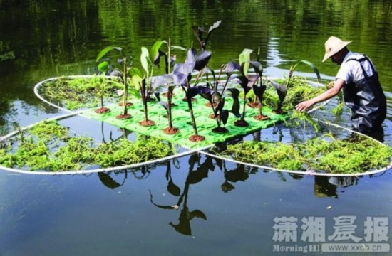 长沙桂花公园构建水中生态系统消除蓝藻