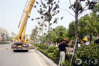 台风灿鸿致大丰部分景观树倾斜 城管扶正树木