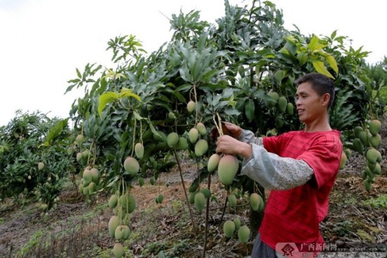 凌云:伶站芒果低改获丰收 亩产增收逾1万元