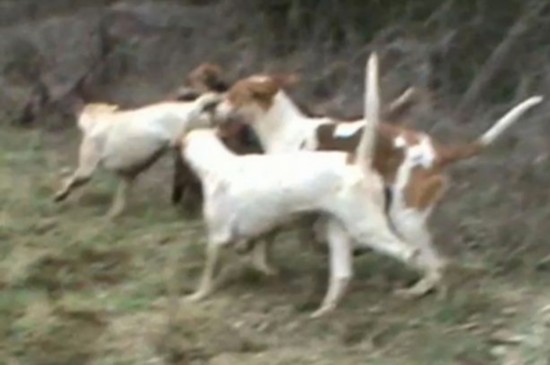 英将表决狩猎法案修正案 猎犬遭残杀或将合法