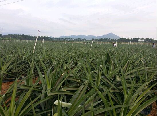 深圳市公安局龙岗分局:做真功求实效 扶贫村换