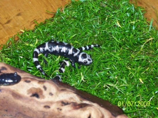 蟒蛇、蜘蛛、穿山甲 超级另类宠物大盘点(图)