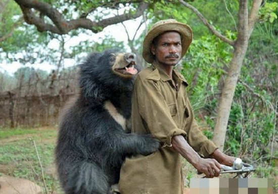 蟒蛇、蜘蛛、穿山甲 超级另类宠物大盘点(图)