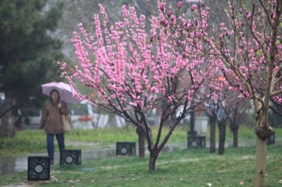 北京天气最新预报:下周天天见雨 三伏天浇出透