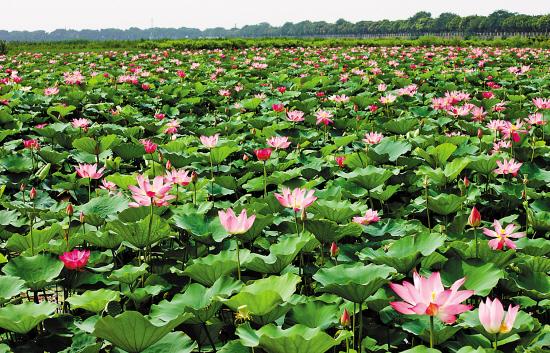 暑期好去处 广州南沙湿地等你来