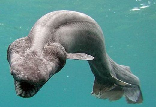 长岛现百岁大龙虾重达12公斤众人看醉 盘点水