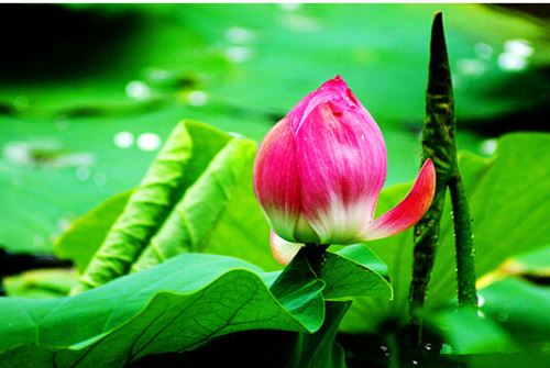 山东莱芜莱城区 奋力开创转型升级新局面