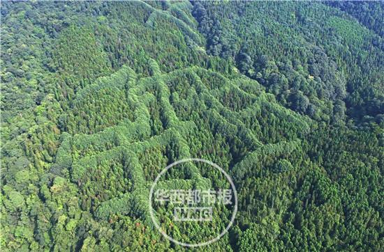 成都山区树木长成神秘犇字形 原因成谜(图)