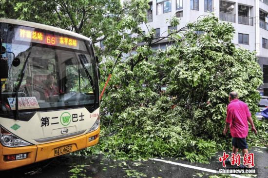 暴雨突袭广州 大树倒地砸中公交车(高清组图)