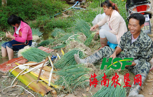 中建农场南吕分场盛产四季小香葱