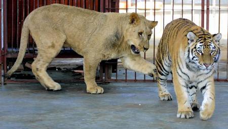 非洲狮和东北虎恋爱六年 常会彼此亲吻(组图