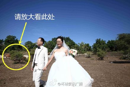 巴厘岛拍的婚纱照_杨幂婚纱照巴厘岛(2)