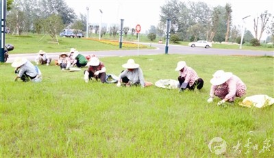 大丰园艺工人对草坪养护 确保绿地整洁美观