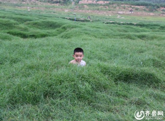 山东蒙阴旱情紧张水库干涸 库底野草疯长变草