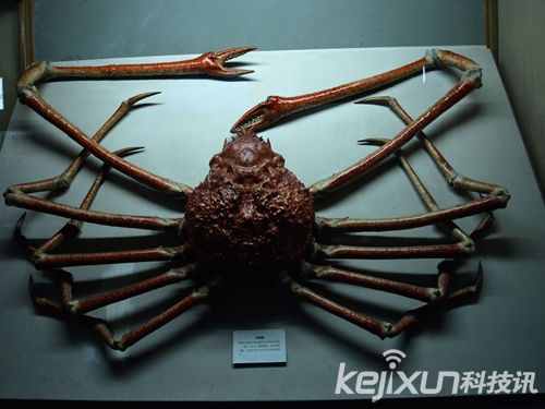 英国现15米长巨蟹 那些惊爆的巨型动物