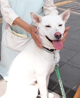 現代版忠犬八公：主人逝世狗狗絕食守候（圖）