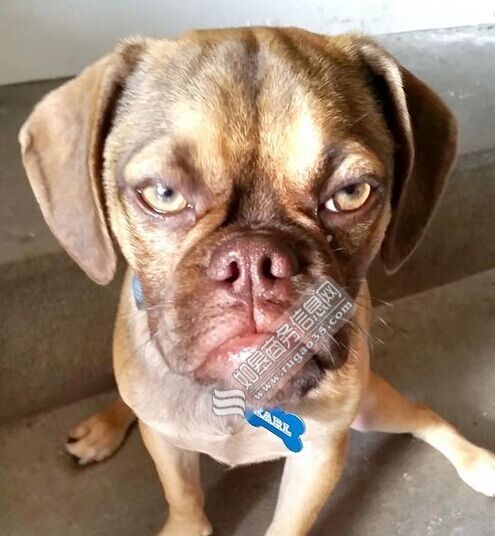 不爽狗爆红网络 满脸充满怨念表情十分逗趣--山东频道--人民网