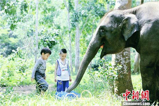 爸爸去哪儿第三季今晚剧透:萌娃与野象足球赛