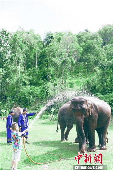 爸爸去哪儿第三季今晚剧透:萌娃与野象足球赛