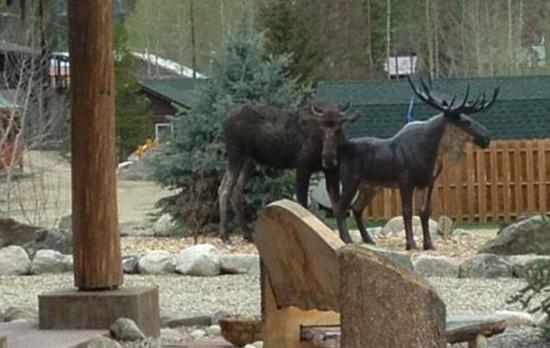 盘点动物搞笑性行:猴子群交与猫乱伦(图)