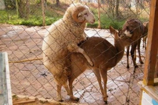 盘点动物搞笑性行:猴子群交与猫乱伦(图)