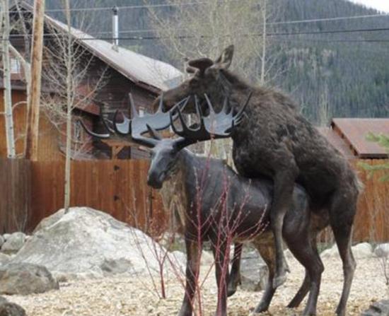 盘点动物搞笑性行:猴子群交与猫乱伦(图)