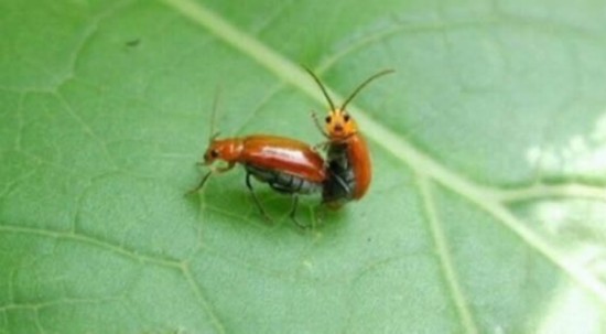 盘点动物搞笑性行:猴子群交与猫乱伦(图)