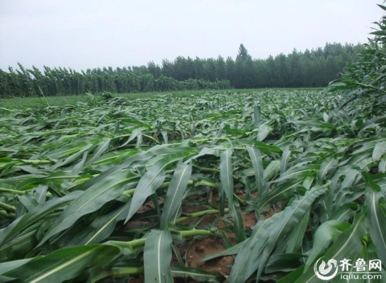 山东济宁泗水遭遇暴风雨 300亩庄稼不同程度受