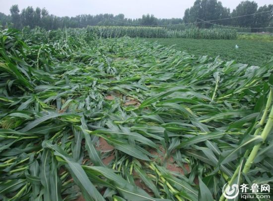 山东济宁泗水遭遇暴风雨 300亩庄稼不同程度受