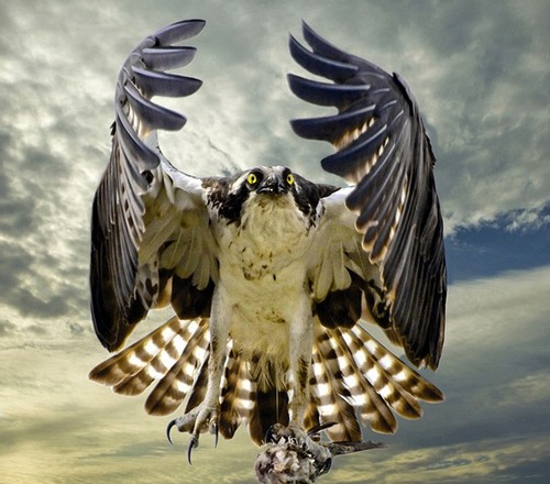 摄影师Sandy Scott参赛作品:老鹰捕食瞬间