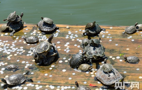 厦门南普陀寺池塘放生龟满为患乌龟叠罗汉晒