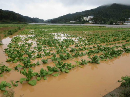 西南江汉发生洪涝风雹灾害 云南2人死亡1人失