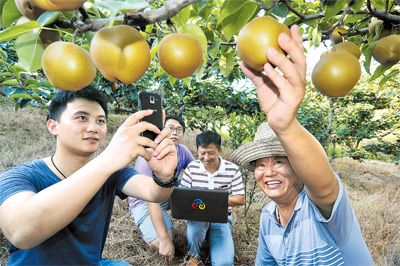 江西南丰县利用“互联网+农产品”销售模式缓解农民卖梨难题--党建-人民网