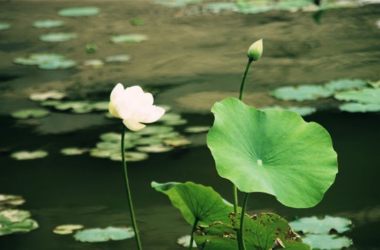 专家公布:最养心的夏季作息时间表