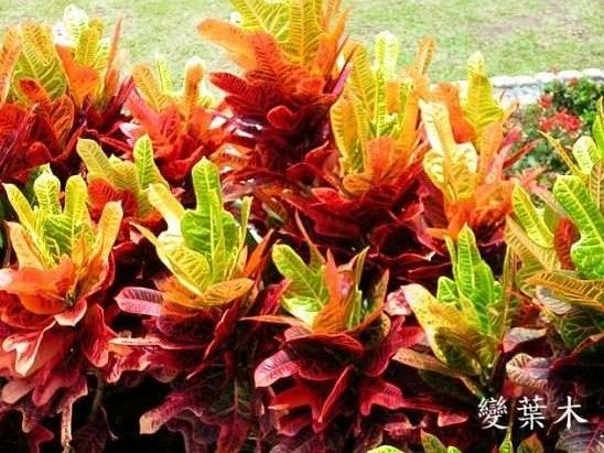 扁竹兰虎刺梅 警惕这几种植物易让你得癌