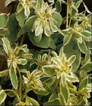 扁竹兰虎刺梅 警惕这几种植物易让你得癌