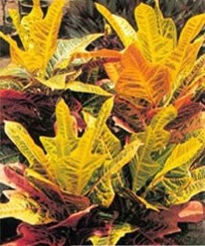 扁竹兰虎刺梅 警惕这几种植物易让你得癌