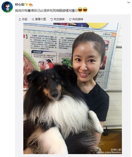 林心如怀抱大型犬：抱完你需要吃面补充体力（图）