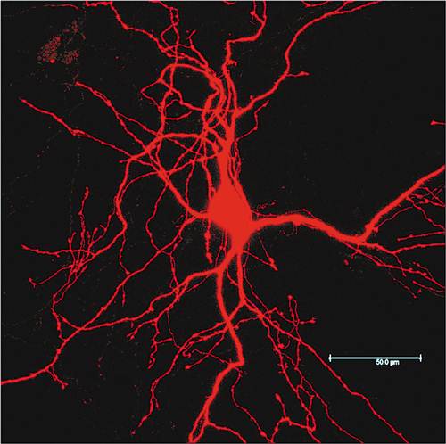 微观世界下的生命美图