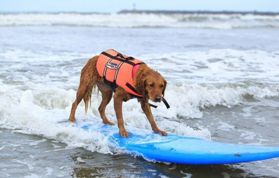 美金毛猎犬变冲浪助教 协残障人士重拾信心(高