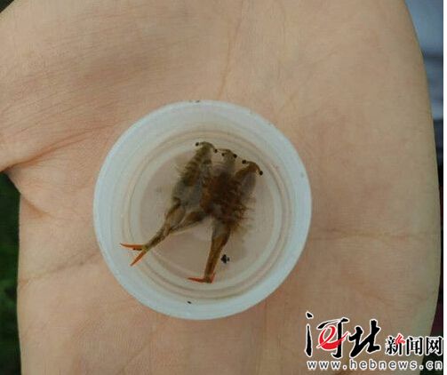 沧州任丘发现疑似两亿年前生物 仙女虾 (组图)