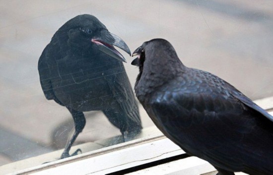 日本街头现臭美乌鸦 对窗整理羽毛达15分钟