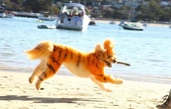 澳宠物<em>美容师</em>将狗<em>装扮</em>为老虎意外拓商机--陕西